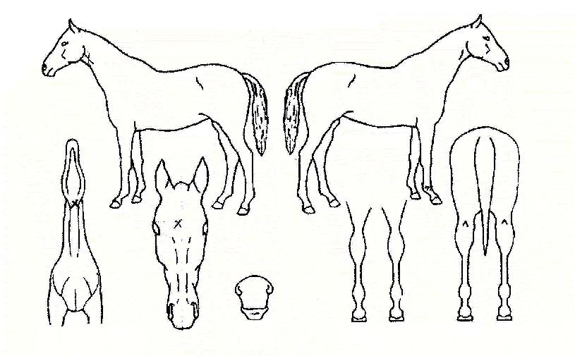 ���̺�Ʈ�� ����,���,�޸�,�λ�,�ٸ��� Ư¡����