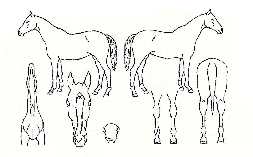 ²ÞÀºÀÌ·ïÁø´ÙÀÇ Ãø¸é,¿ì¸é,µÞ¸é,µÎ»ó,´Ù¸®ÀÇ Æ¯Â¡µµÇØ