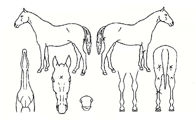 ÇÏÀÌ¿øÀÇ Ãø¸é,¿ì¸é,µÞ¸é,µÎ»ó,´Ù¸®ÀÇ Æ¯Â¡µµÇØ