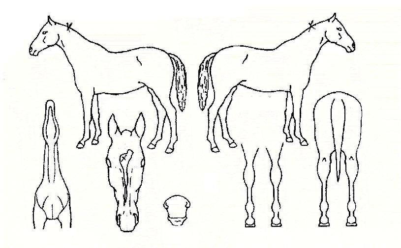 �������� ����,���,�޸�,�λ�,�ٸ��� Ư¡����