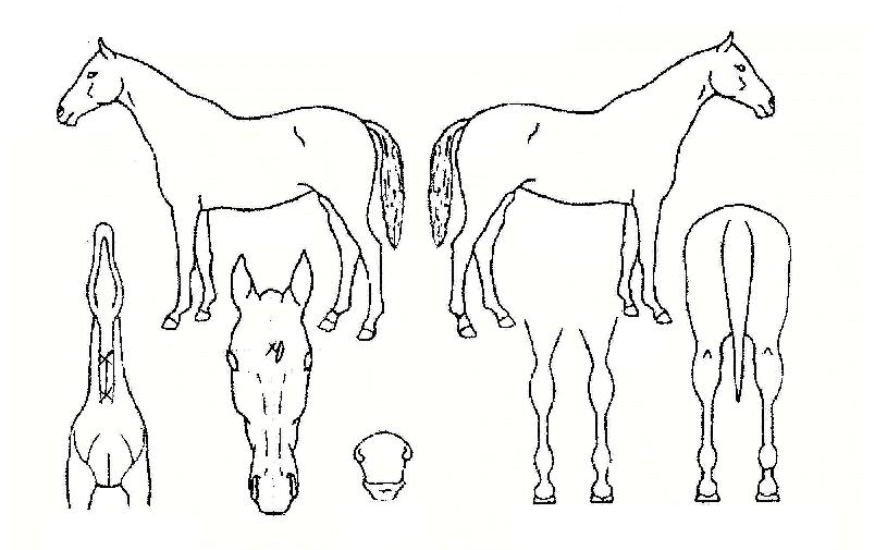 ¿µÇ³È£°ÉÀÇ Ãø¸é,¿ì¸é,µÞ¸é,µÎ»ó,´Ù¸®ÀÇ Æ¯Â¡µµÇØ