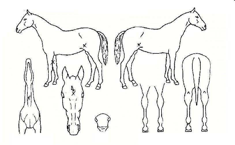 ÅÅ·±Æ®ÀÇ Ãø¸é,¿ì¸é,µÞ¸é,µÎ»ó,´Ù¸®ÀÇ Æ¯Â¡µµÇØ