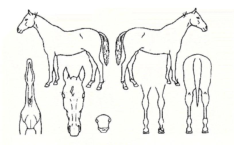 ¿µ½Ç±â»óÀÇ Ãø¸é,¿ì¸é,µÞ¸é,µÎ»ó,´Ù¸®ÀÇ Æ¯Â¡µµÇØ