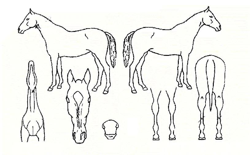 Èñ¸Á¸ð¾ÆÀÇ Ãø¸é,¿ì¸é,µÞ¸é,µÎ»ó,´Ù¸®ÀÇ Æ¯Â¡µµÇØ