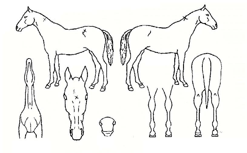 ������������ ����,���,�޸�,�λ�,�ٸ��� Ư¡����