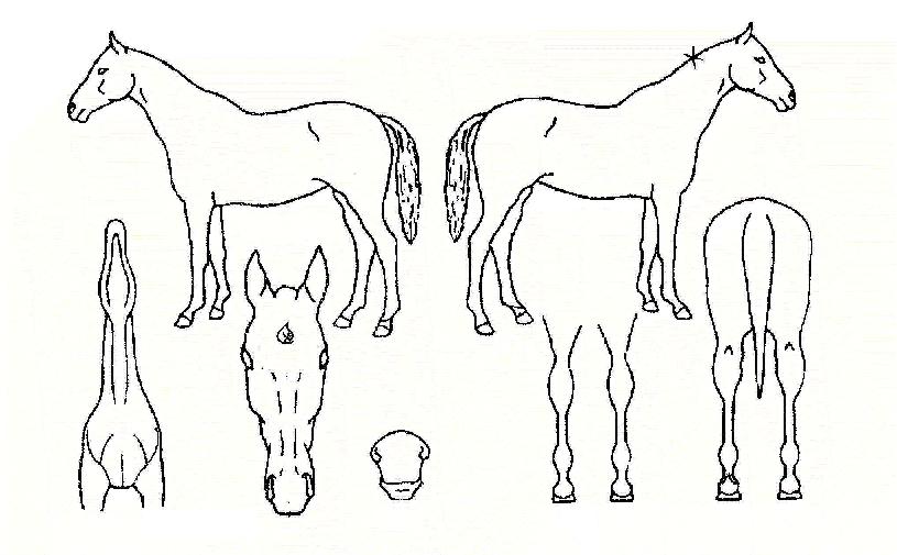 ���Ѻ���� ����,���,�޸�,�λ�,�ٸ��� Ư¡����