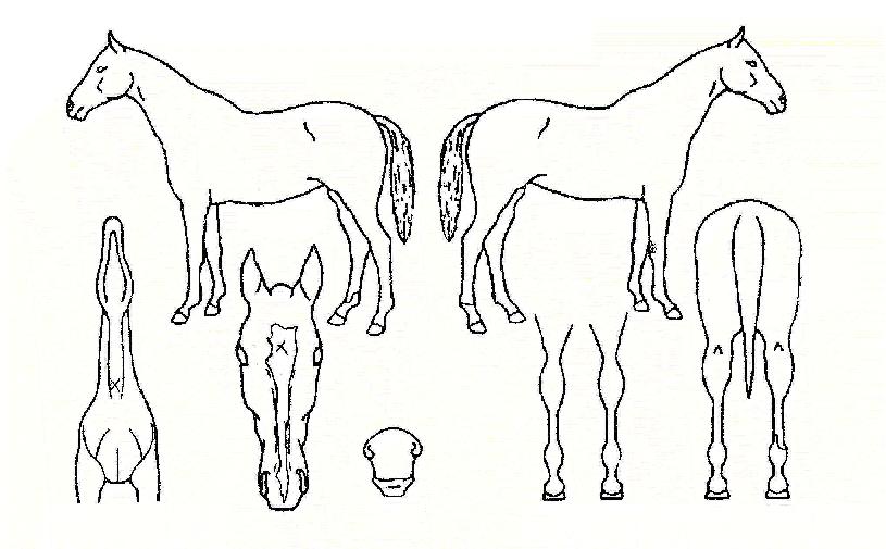 ÆÛÆåÆ®°ÉÀÇ Ãø¸é,¿ì¸é,µÞ¸é,µÎ»ó,´Ù¸®ÀÇ Æ¯Â¡µµÇØ