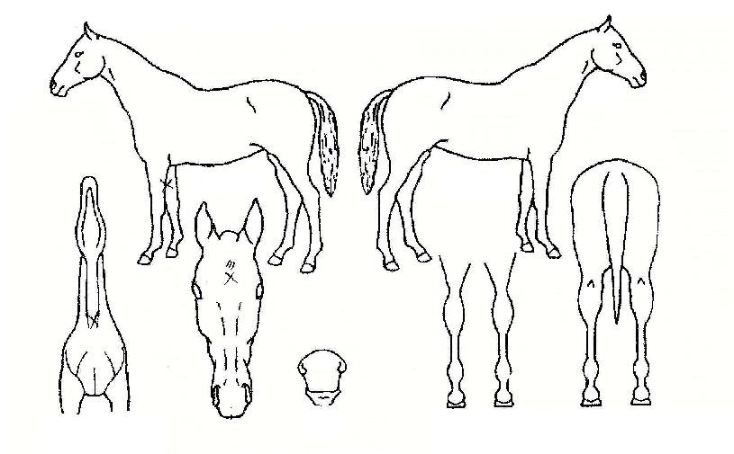 ��������� ����,���,�޸�,�λ�,�ٸ��� Ư¡����