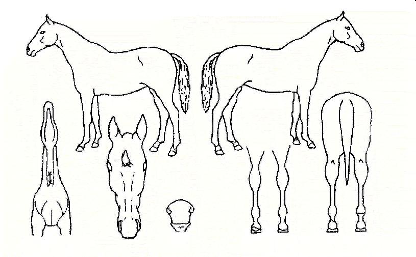 �۸��� ����,���,�޸�,�λ�,�ٸ��� Ư¡����