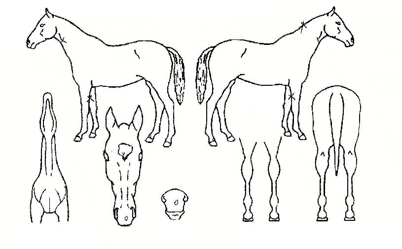 ĳ��Ʈ�ڸ��� ����,���,�޸�,�λ�,�ٸ��� Ư¡����