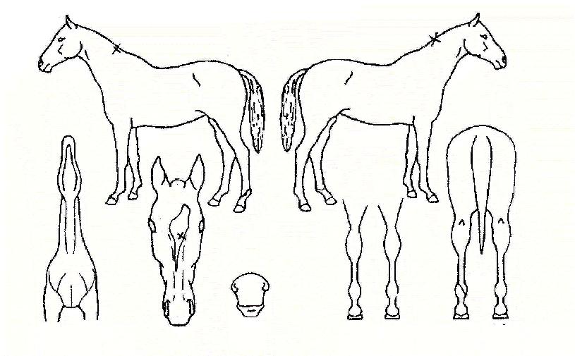 ¼´ÏÀÇ Ãø¸é,¿ì¸é,µÞ¸é,µÎ»ó,´Ù¸®ÀÇ Æ¯Â¡µµÇØ