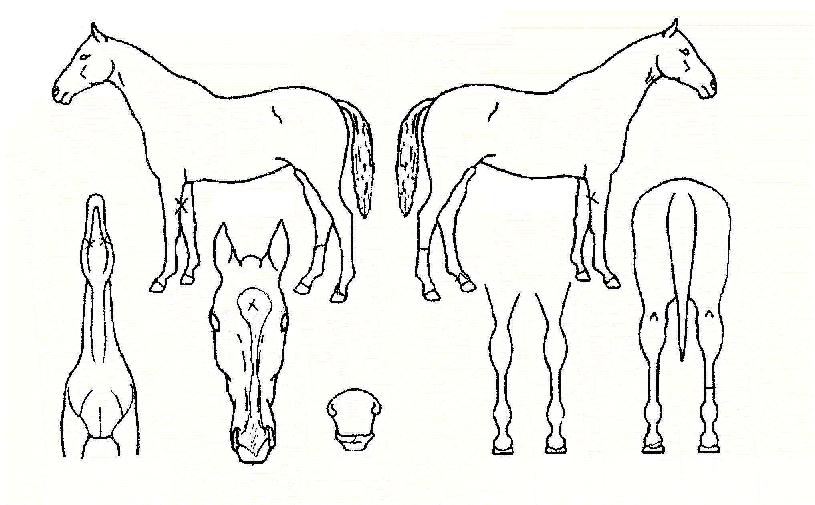 °Å·çÀÚ¸¶ÀÇ Ãø¸é,¿ì¸é,µÞ¸é,µÎ»ó,´Ù¸®ÀÇ Æ¯Â¡µµÇØ