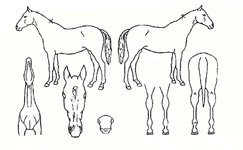 ������ȭ�� ����,���,�޸�,�λ�,�ٸ��� Ư¡����