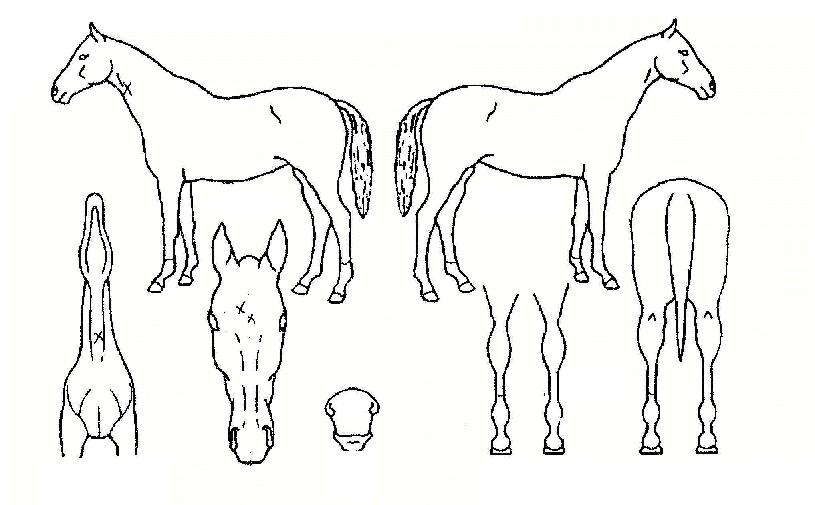 �ְ����� ����,���,�޸�,�λ�,�ٸ��� Ư¡����