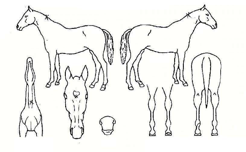 ����ڸ��� ����,���,�޸�,�λ�,�ٸ��� Ư¡����