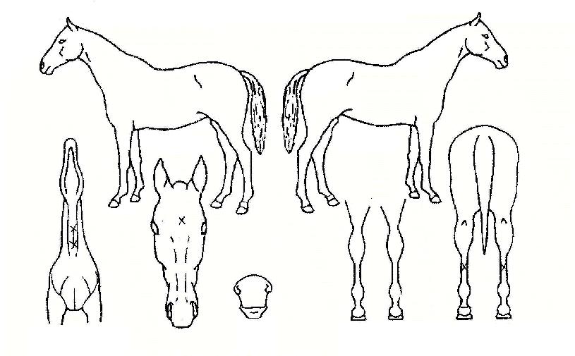 ¶óÈÞÀÚÀÚ¸¶ÀÇ Ãø¸é,¿ì¸é,µÞ¸é,µÎ»ó,´Ù¸®ÀÇ Æ¯Â¡µµÇØ