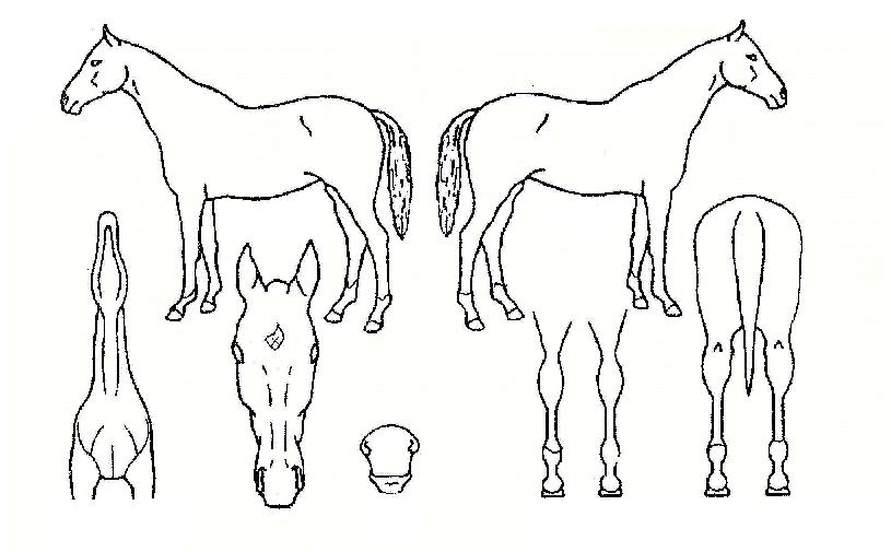 ÇØµ¿Èñ¸ÁÀÇ Ãø¸é,¿ì¸é,µÞ¸é,µÎ»ó,´Ù¸®ÀÇ Æ¯Â¡µµÇØ