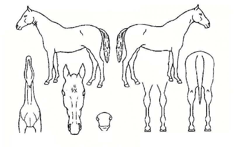 ´ë¿µÁÖÀÇ Ãø¸é,¿ì¸é,µÞ¸é,µÎ»ó,´Ù¸®ÀÇ Æ¯Â¡µµÇØ