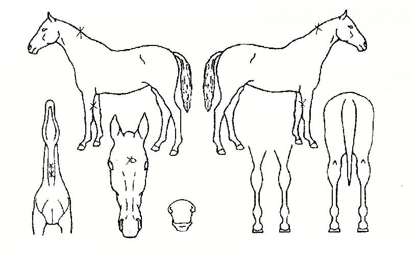 ½Ì±Ûº¡±ÛÀÚ¸¶ÀÇ Ãø¸é,¿ì¸é,µÞ¸é,µÎ»ó,´Ù¸®ÀÇ Æ¯Â¡µµÇØ