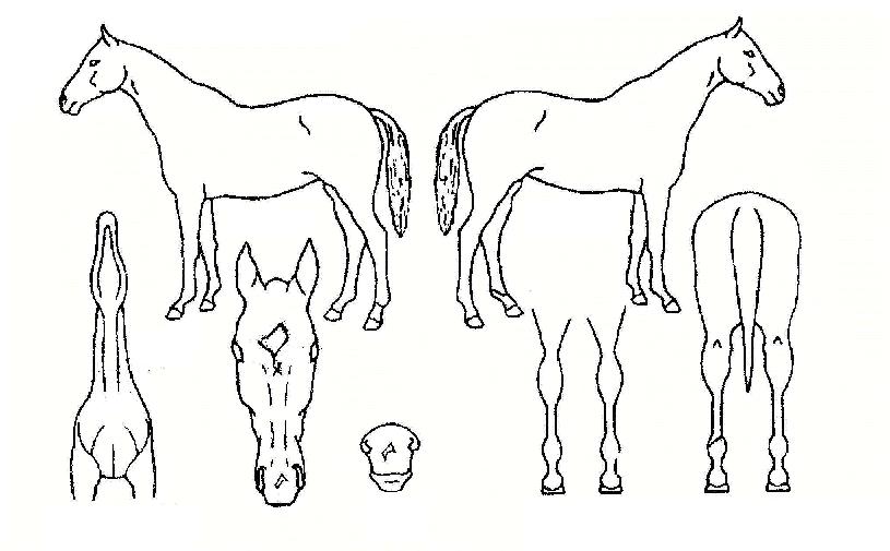 ÅõÅéÀÇ Ãø¸é,¿ì¸é,µÞ¸é,µÎ»ó,´Ù¸®ÀÇ Æ¯Â¡µµÇØ