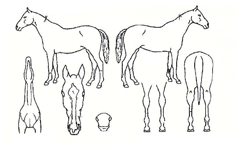 �ͷ����߰��� ����,���,�޸�,�λ�,�ٸ��� Ư¡����