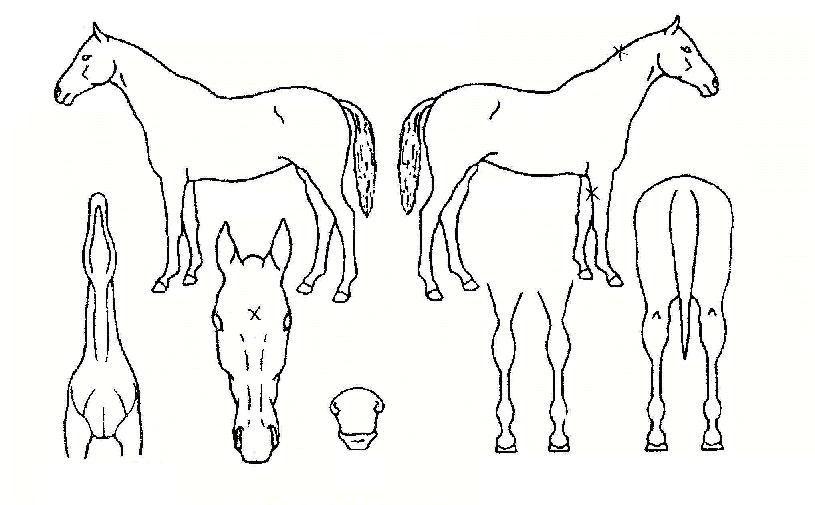 �������� ����,���,�޸�,�λ�,�ٸ��� Ư¡����