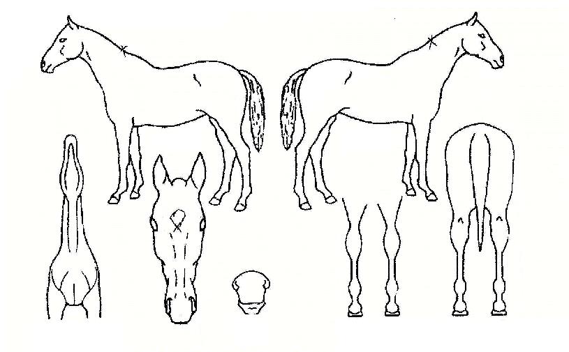 �������ڸ��� ����,���,�޸�,�λ�,�ٸ��� Ư¡����