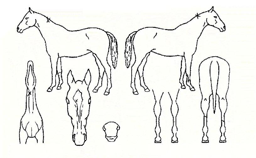 ��ġ���� ����,���,�޸�,�λ�,�ٸ��� Ư¡����