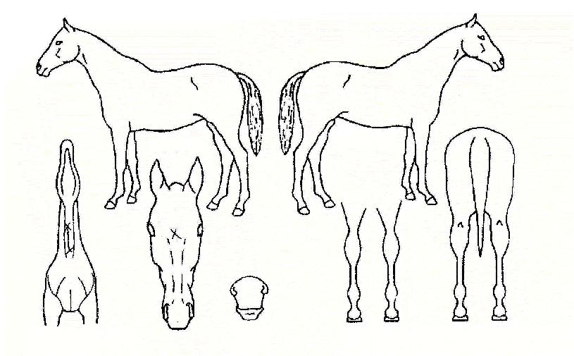 °³¼±ÇàÁøÀÇ Ãø¸é,¿ì¸é,µÞ¸é,µÎ»ó,´Ù¸®ÀÇ Æ¯Â¡µµÇØ