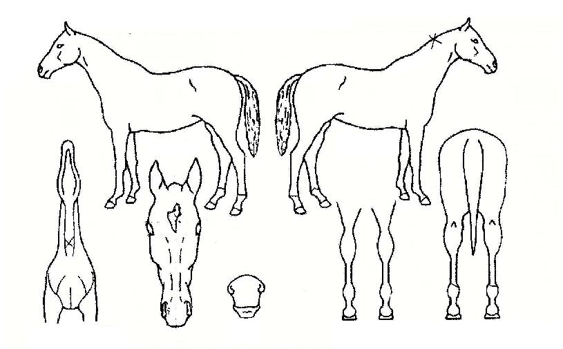 Ȳ±Ý´ë»óÀÇ Ãø¸é,¿ì¸é,µÞ¸é,µÎ»ó,´Ù¸®ÀÇ Æ¯Â¡µµÇØ