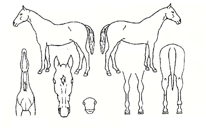 ������ ����,���,�޸�,�λ�,�ٸ��� Ư¡����