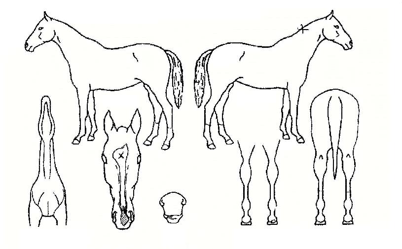 ������ڸ��� ����,���,�޸�,�λ�,�ٸ��� Ư¡����