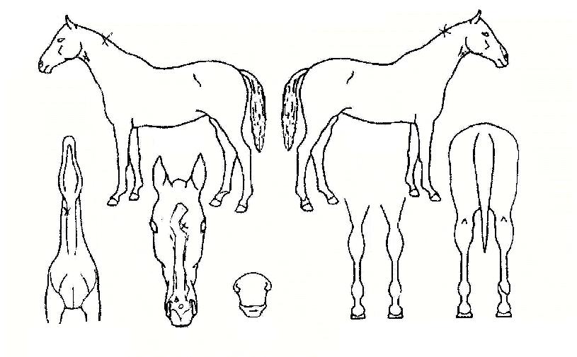 ���Ͽ����� ����,���,�޸�,�λ�,�ٸ��� Ư¡����