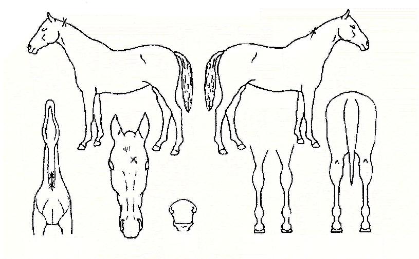 �����̵��� ����,���,�޸�,�λ�,�ٸ��� Ư¡����