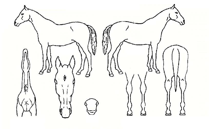 ����ġ���� ����,���,�޸�,�λ�,�ٸ��� Ư¡����