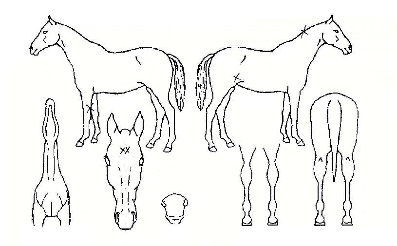 ¼®ÈÀÇ Ãø¸é,¿ì¸é,µÞ¸é,µÎ»ó,´Ù¸®ÀÇ Æ¯Â¡µµÇØ