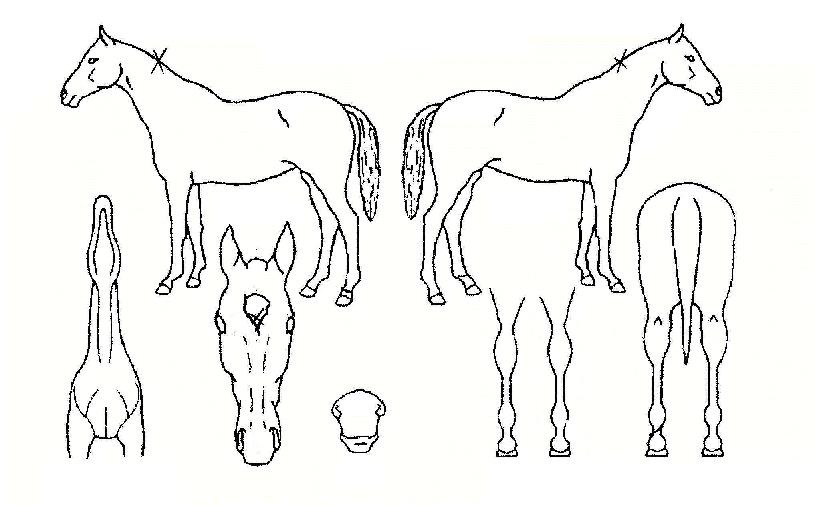 ¿¡ÇÁ¿¢½º¿øÀÇ Ãø¸é,¿ì¸é,µÞ¸é,µÎ»ó,´Ù¸®ÀÇ Æ¯Â¡µµÇØ