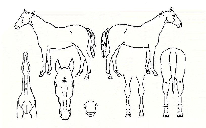 Çõ½ÅÁÖ¿ªÀÇ Ãø¸é,¿ì¸é,µÞ¸é,µÎ»ó,´Ù¸®ÀÇ Æ¯Â¡µµÇØ