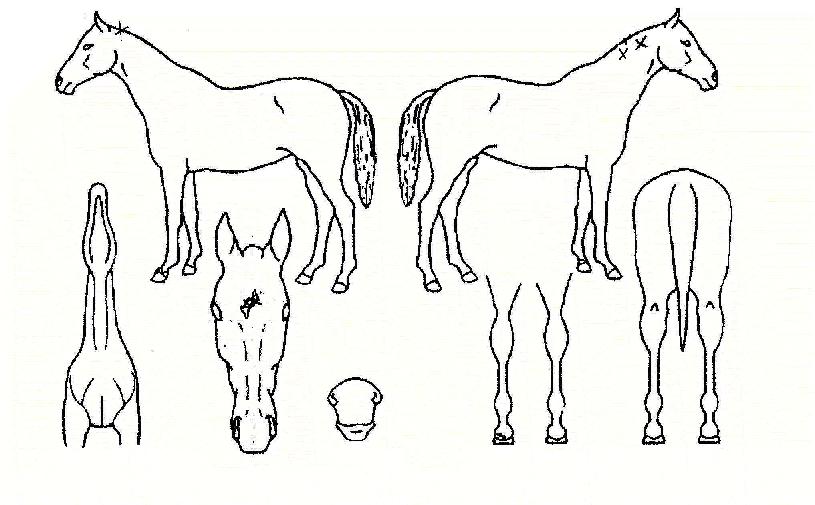 ���迭ǳ�� ����,���,�޸�,�λ�,�ٸ��� Ư¡����