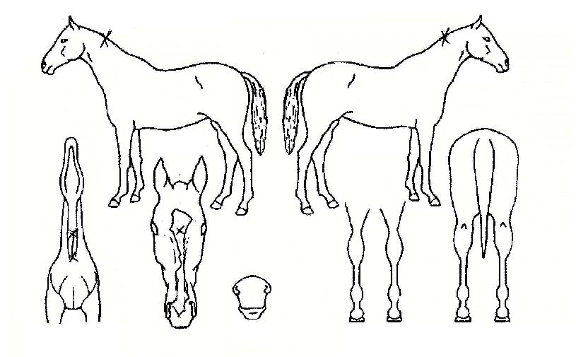 ���긶���� ����,���,�޸�,�λ�,�ٸ��� Ư¡����