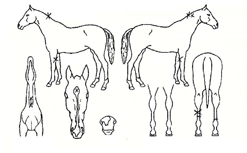 °¡¿ÂÀÇ Ãø¸é,¿ì¸é,µÞ¸é,µÎ»ó,´Ù¸®ÀÇ Æ¯Â¡µµÇØ