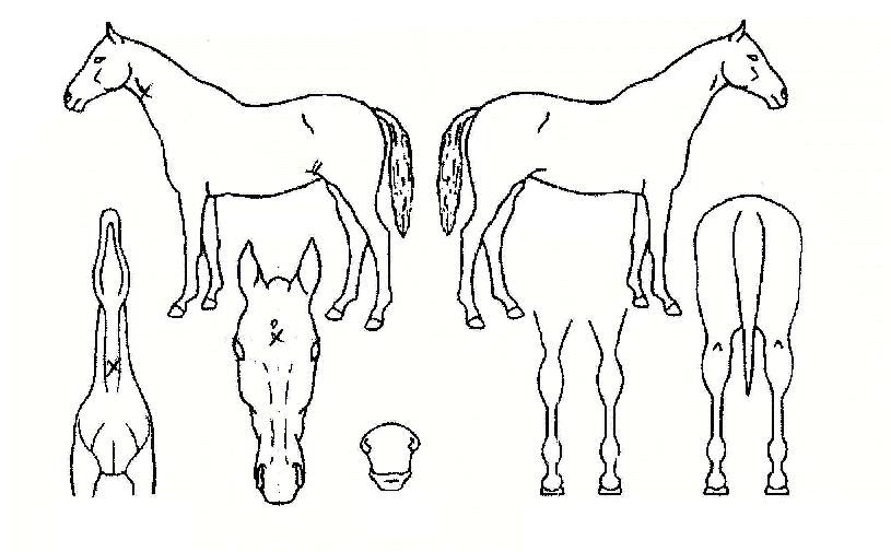 ³²ÀÌ¿À¸§ÀÇ Ãø¸é,¿ì¸é,µÞ¸é,µÎ»ó,´Ù¸®ÀÇ Æ¯Â¡µµÇØ