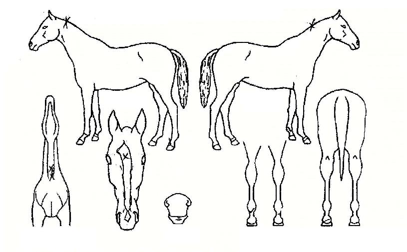 ·ÎÁîÄõÃ÷ÀÇ Ãø¸é,¿ì¸é,µÞ¸é,µÎ»ó,´Ù¸®ÀÇ Æ¯Â¡µµÇØ