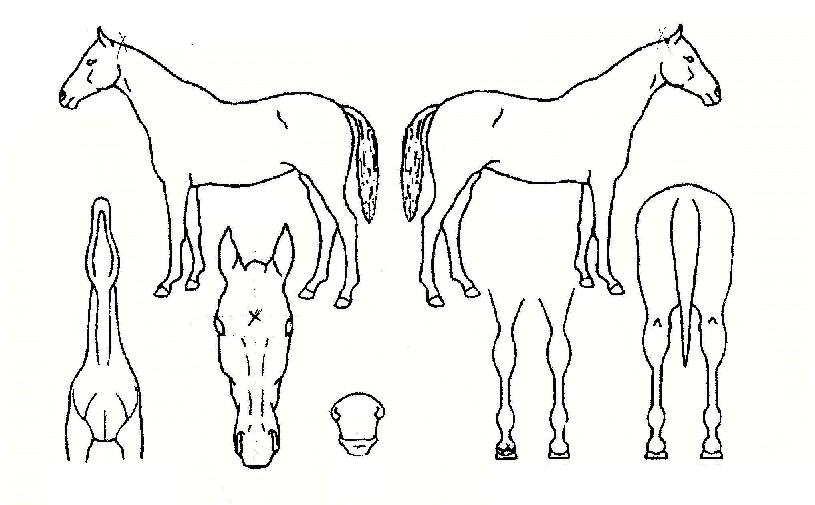 ´Ù½Â¿ÕÀÇ Ãø¸é,¿ì¸é,µÞ¸é,µÎ»ó,´Ù¸®ÀÇ Æ¯Â¡µµÇØ