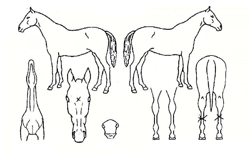 �������̾��� ����,���,�޸�,�λ�,�ٸ��� Ư¡����