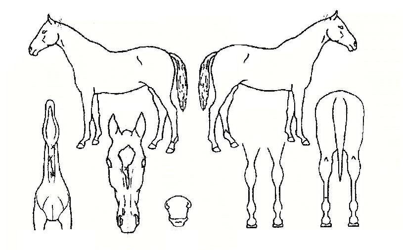 ÆÐ±Çº¸Á¸ÀÇ Ãø¸é,¿ì¸é,µÞ¸é,µÎ»ó,´Ù¸®ÀÇ Æ¯Â¡µµÇØ