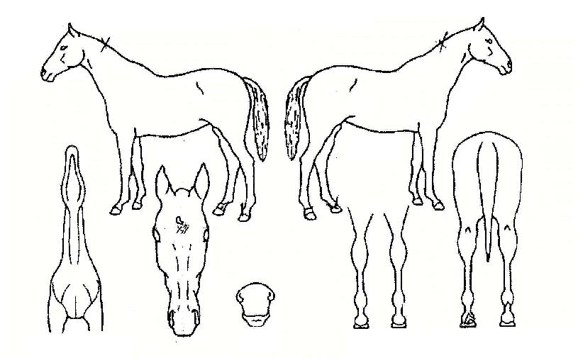 º¸º¸½º·¹À̵ðÀÇ Ãø¸é,¿ì¸é,µÞ¸é,µÎ»ó,´Ù¸®ÀÇ Æ¯Â¡µµÇØ