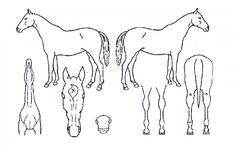 ½Å°æÇâÀÇ Ãø¸é,¿ì¸é,µÞ¸é,µÎ»ó,´Ù¸®ÀÇ Æ¯Â¡µµÇØ