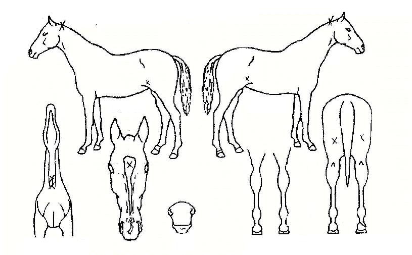 ���ĸ����� ����,���,�޸�,�λ�,�ٸ��� Ư¡����