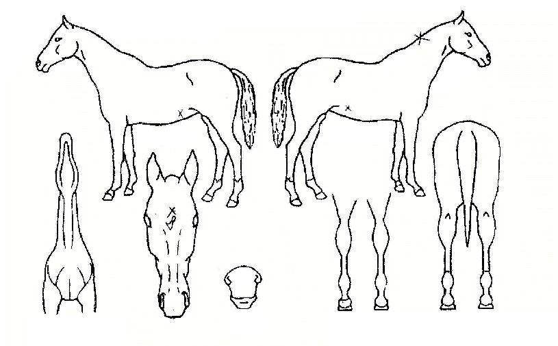 ºä¼¼ÆÞ·¯½ºÀÇ Ãø¸é,¿ì¸é,µÞ¸é,µÎ»ó,´Ù¸®ÀÇ Æ¯Â¡µµÇØ